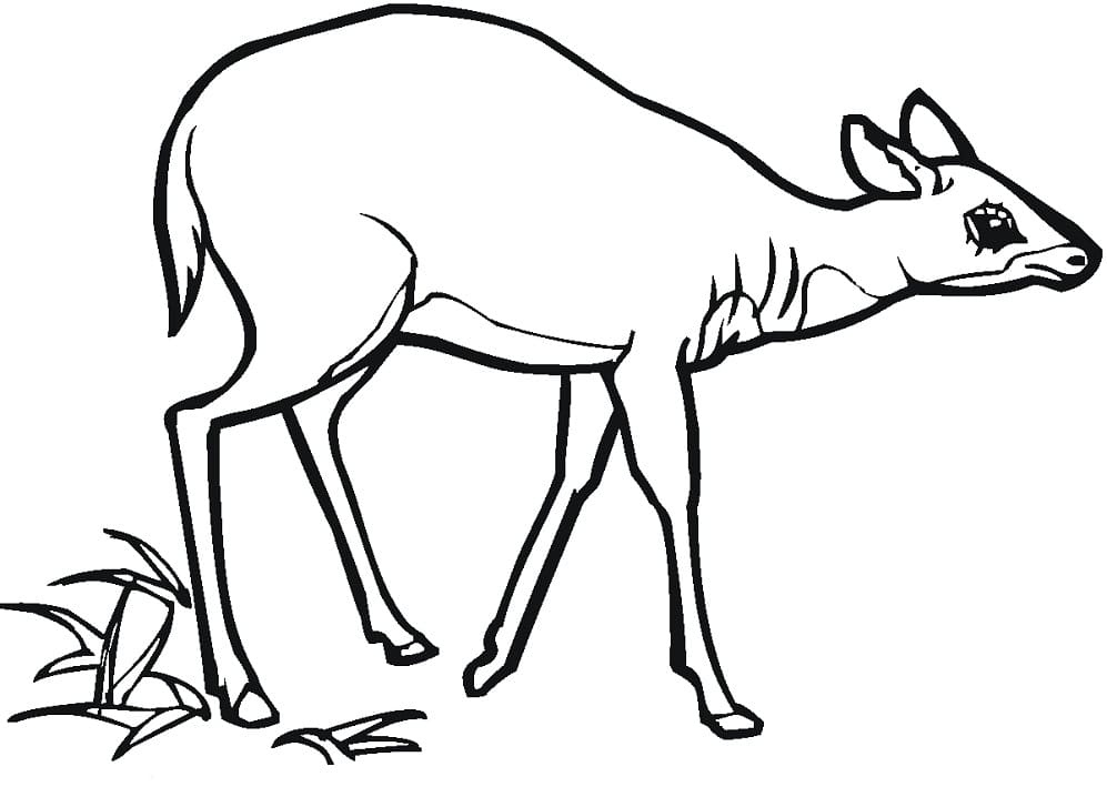 Antelope Free Coloring Page