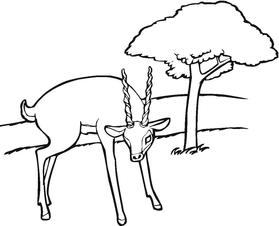 Antelope in the Forest Coloring Page