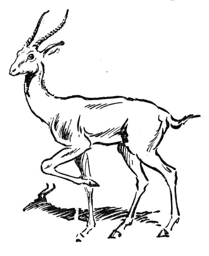 Antelope Printable Coloring Page