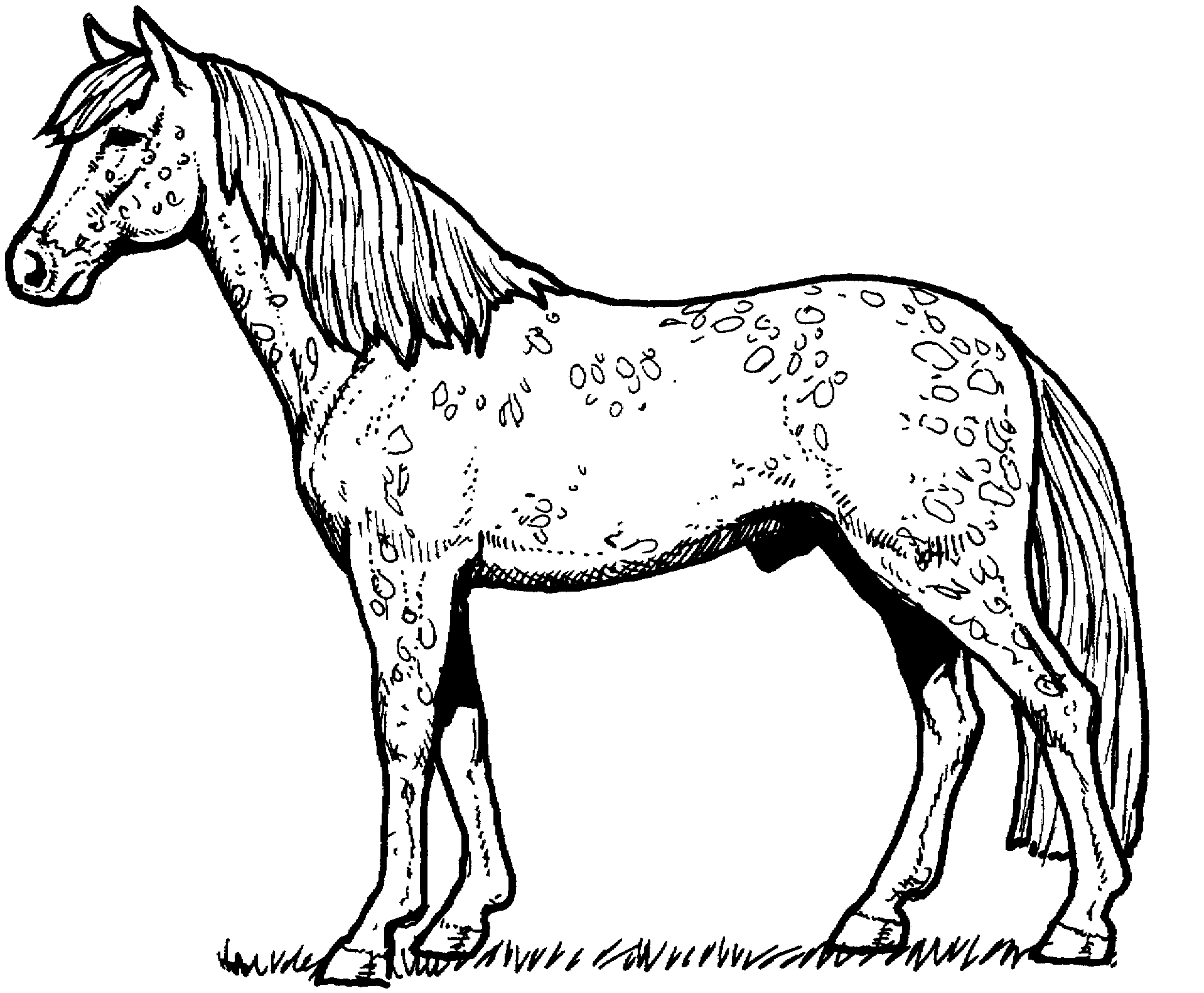 Appaloosa Horse Coloring Page