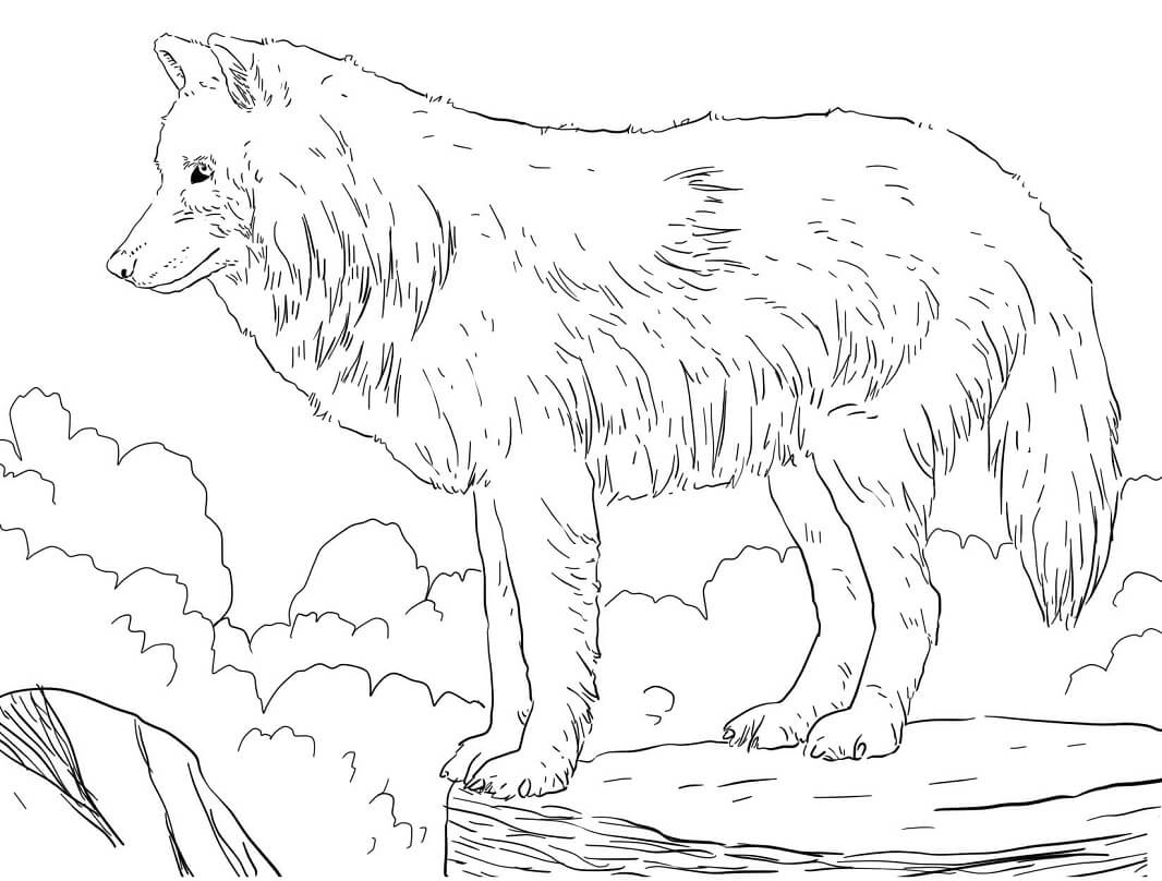 Arctic Snow Wolf Coloring Page