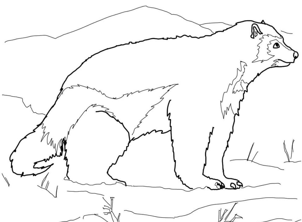 Arctic Wolverine Coloring Page