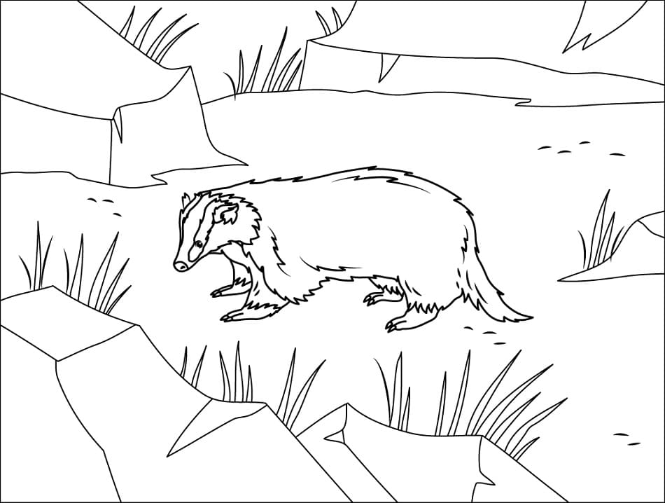 Asian Badger Coloring Page