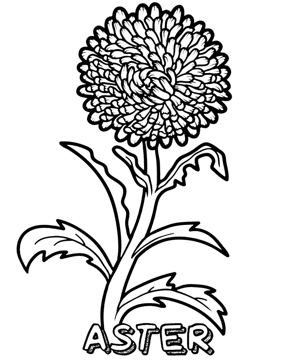 Aster Flower Coloring Page
