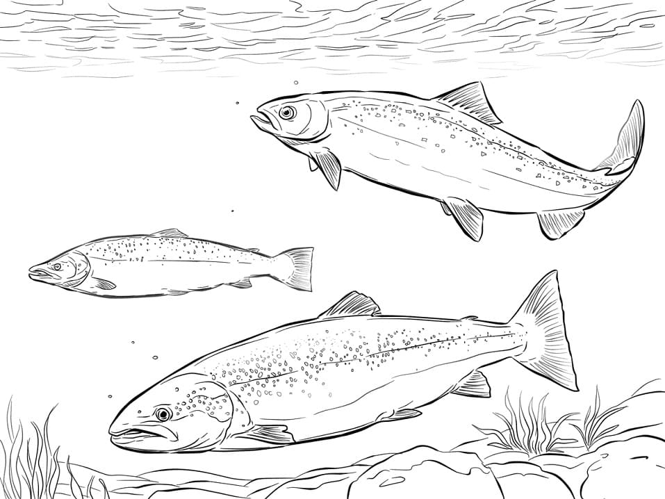 Atlantic Salmon Shoal