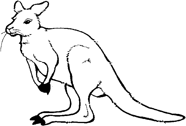 Australian Animal S For Kids Kangaroo