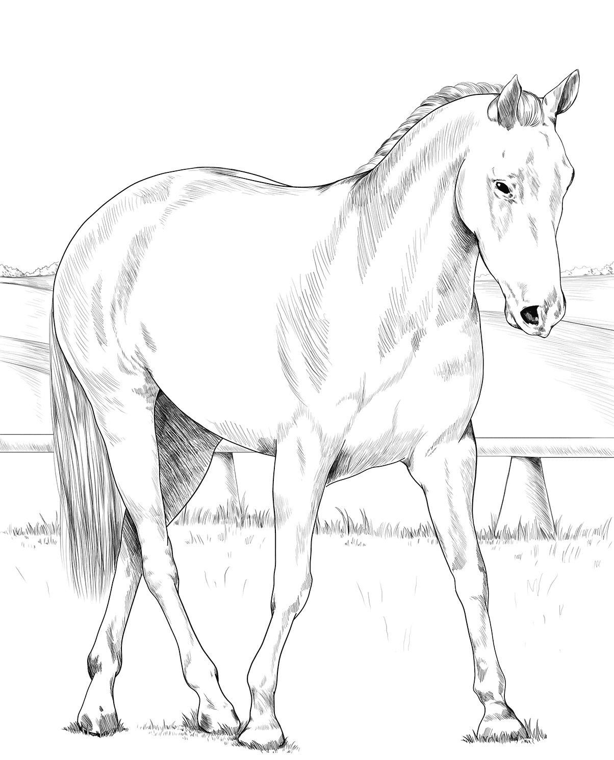 Australian Stock Horse Coloring Page