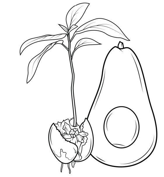 Avocado And Sprout Coloring Page