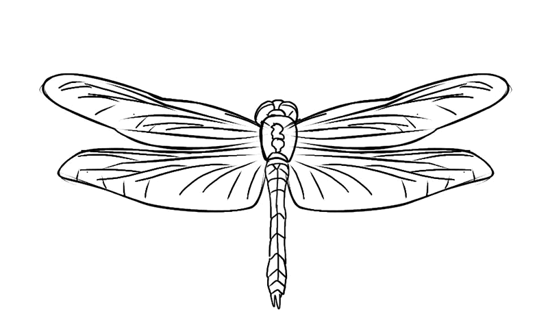Awesome Animal Dragonfly 2a0f Coloring Page