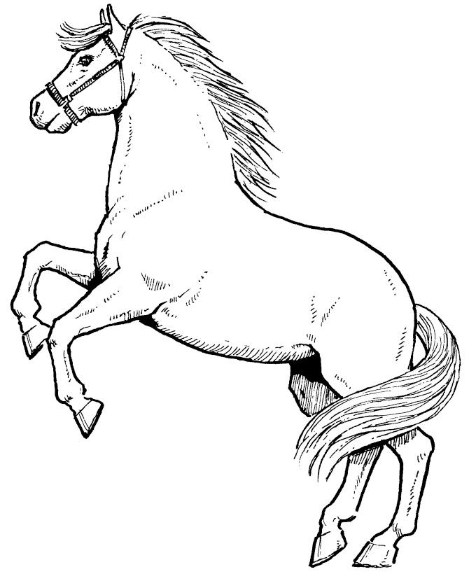Awesome Horse Sb2a4 Coloring Page