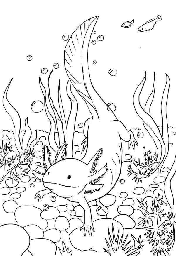 Axolotl Swimming