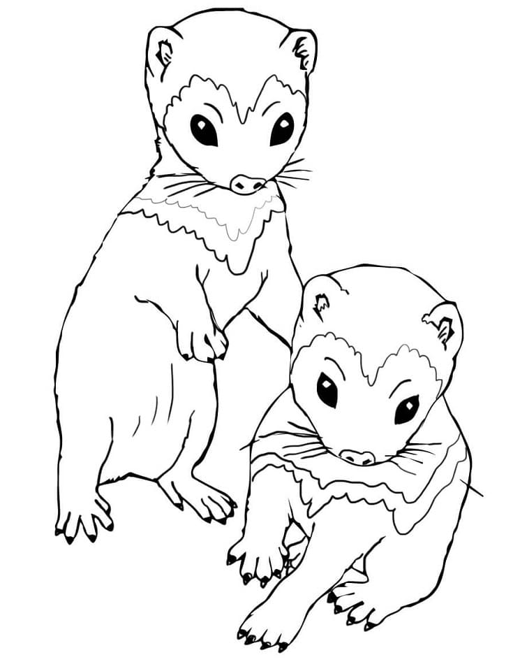 Babies Ferret