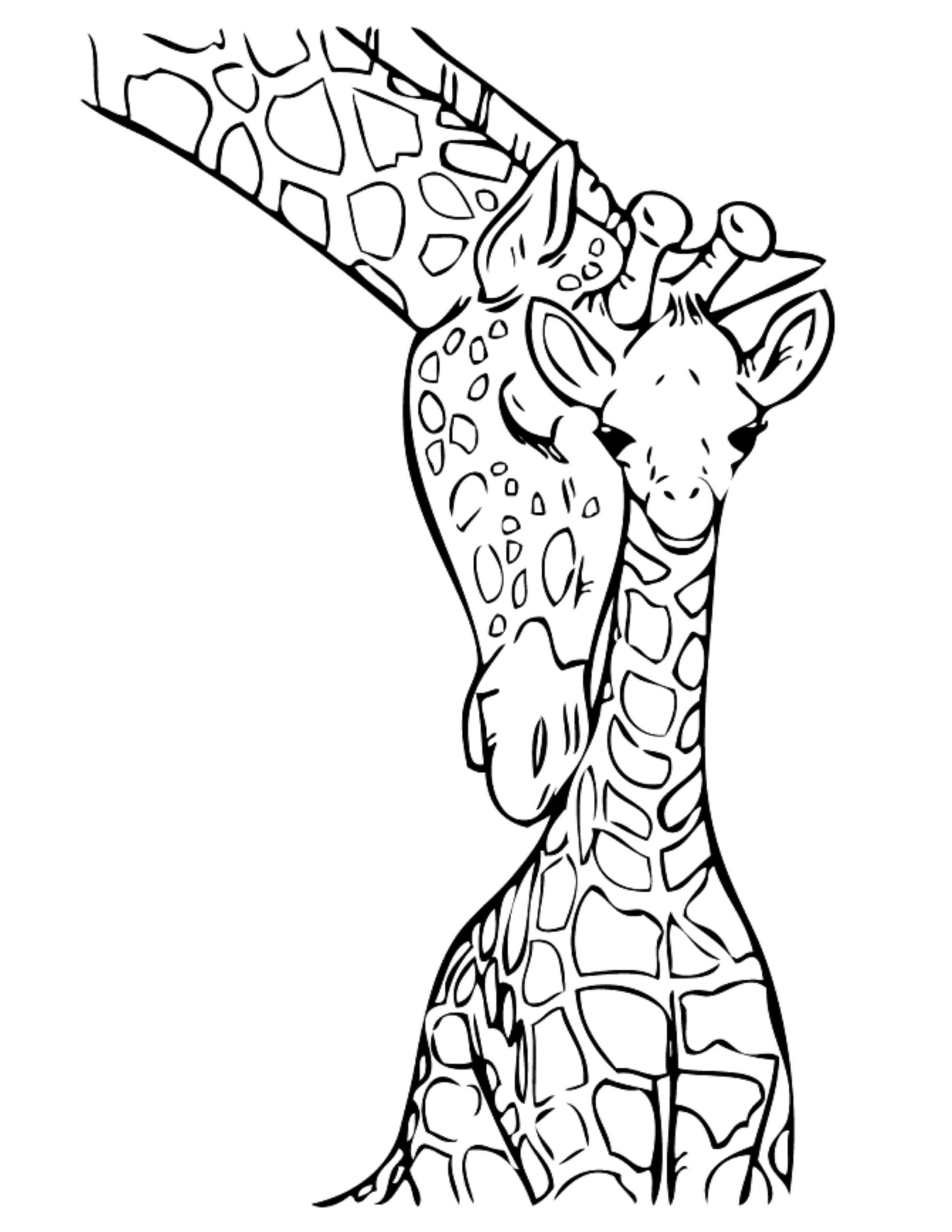 Baby Giraffe – Jungles