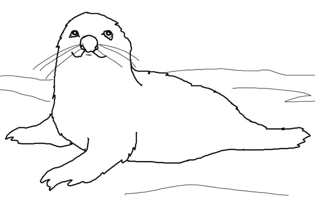 Baby Harp Seal Coloring Page