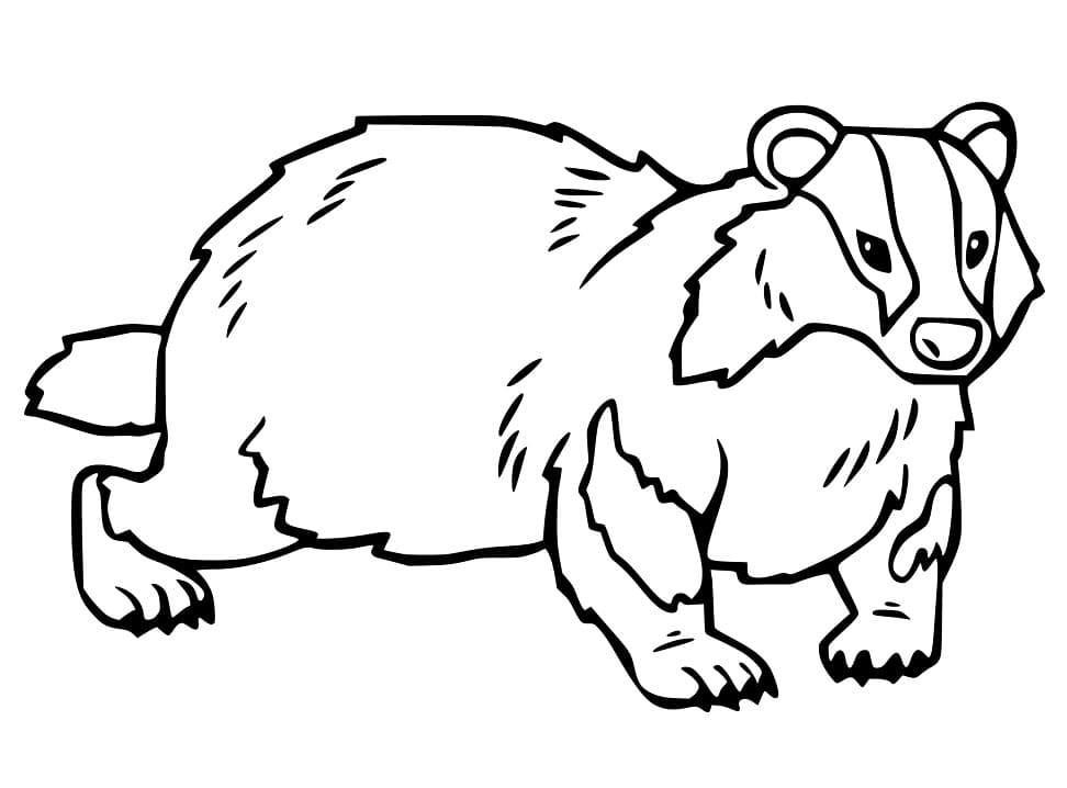 Badger 3 Coloring Page