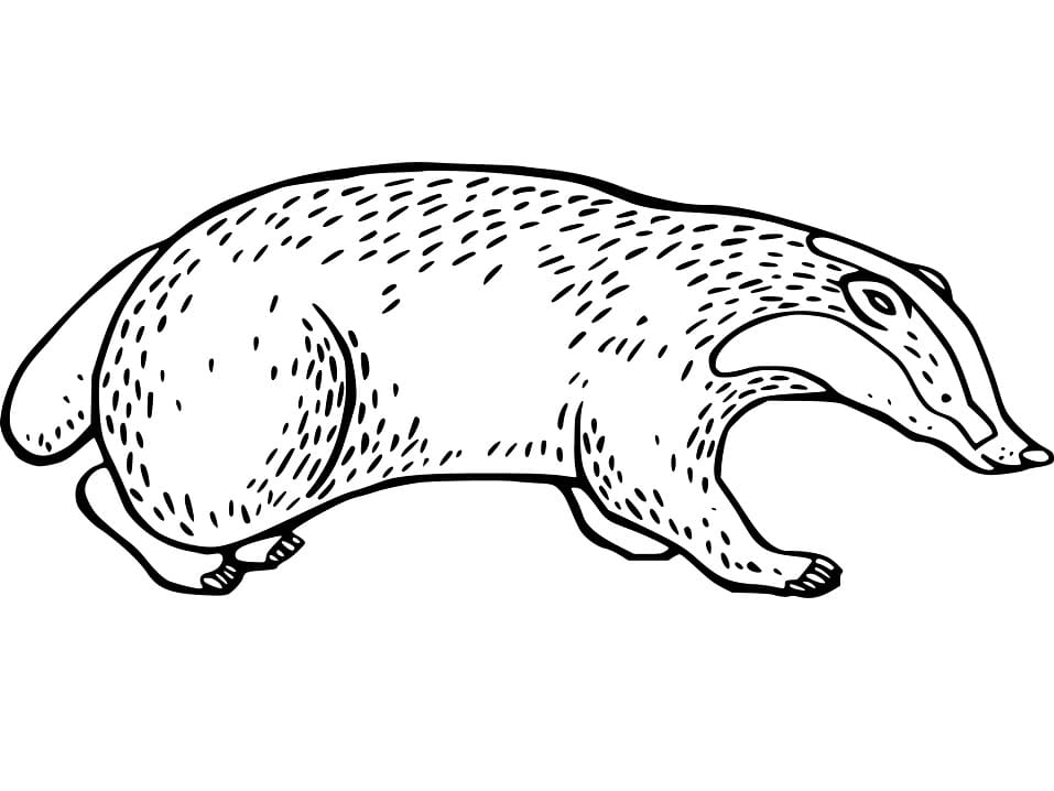 Badger 5 Coloring Page