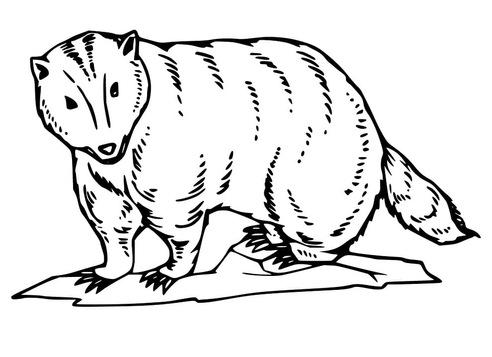 Badger 6 Coloring Page