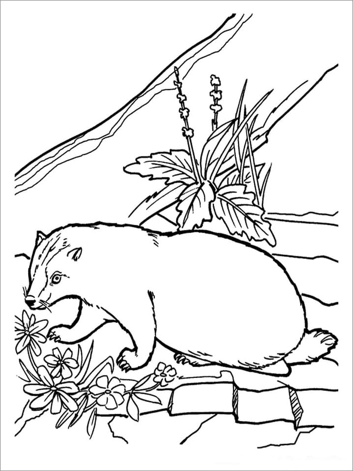 Badger and Flowers Coloring Page