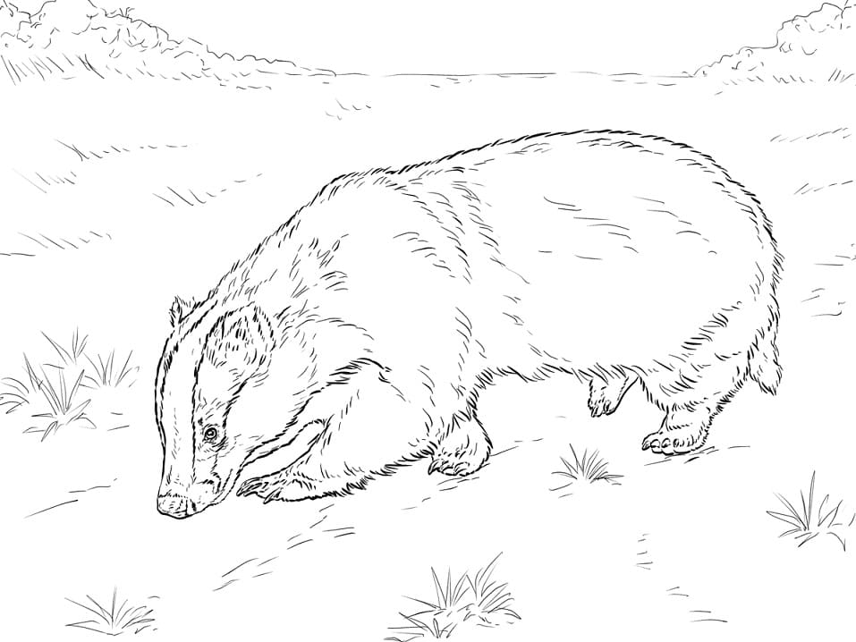 Badger on Ground Coloring Page