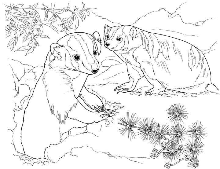 Badgers Coloring Page