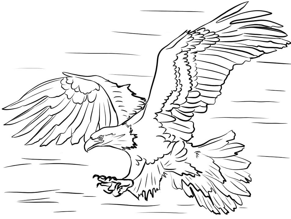 Bald Eagle 2 Coloring Page