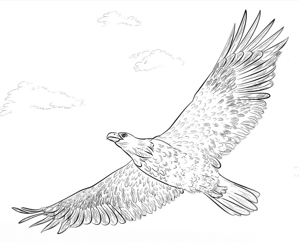 Bald Eagle in Flight Coloring Page
