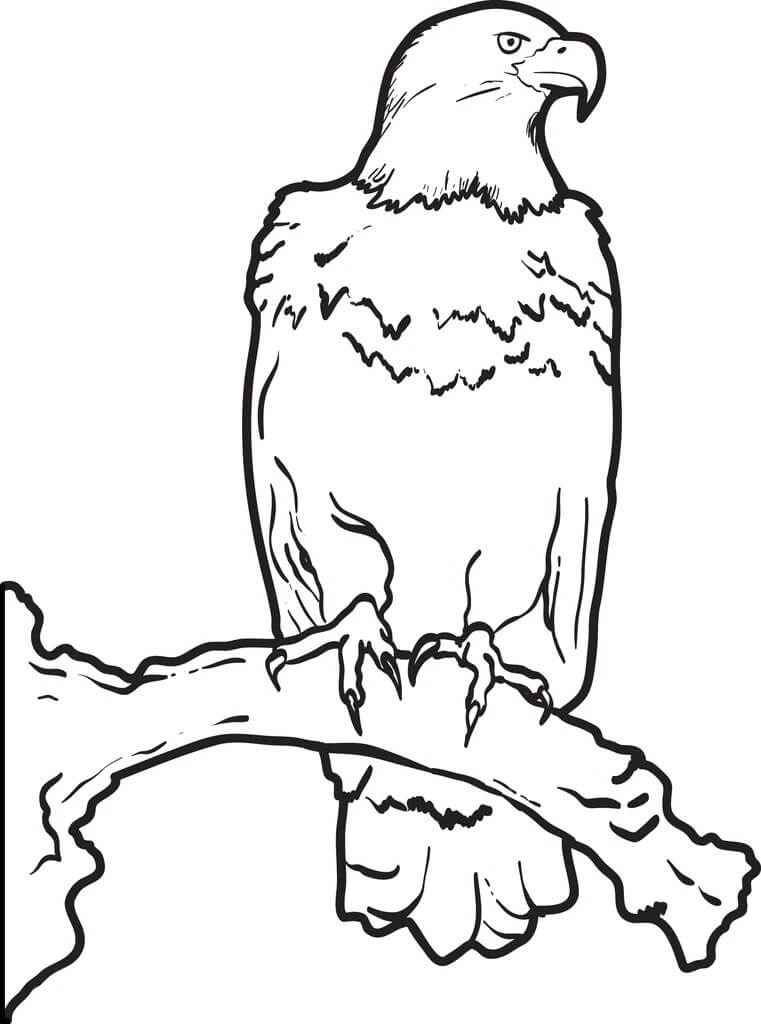 Bald Eagle on a Branch Coloring Page