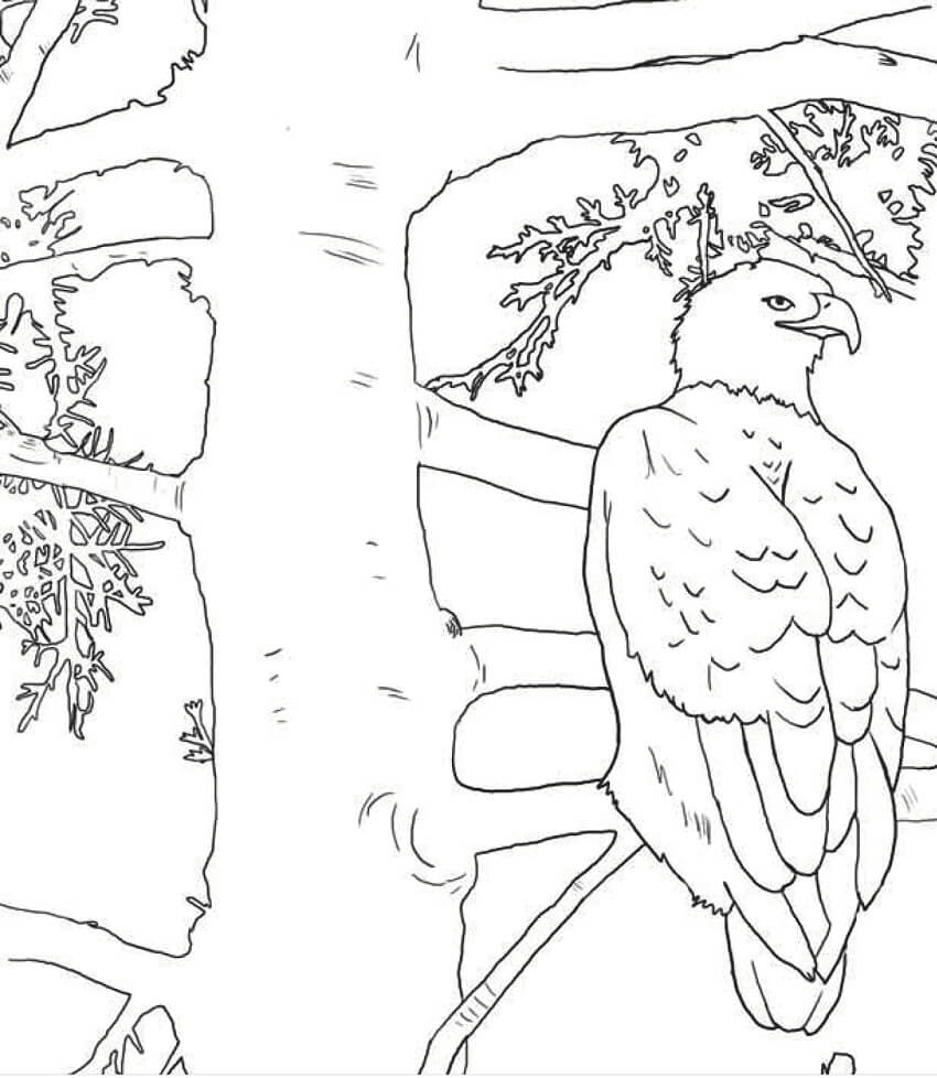 Bald Eagle on a Tree Coloring Page