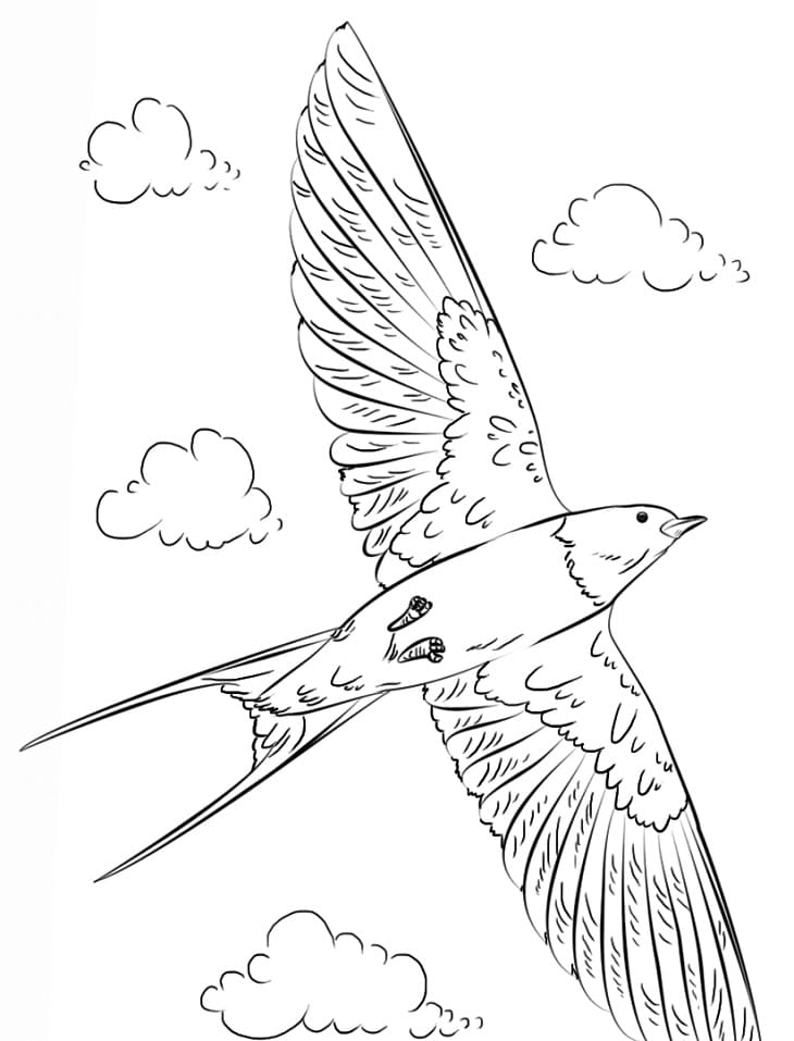Barn Swallow Flying