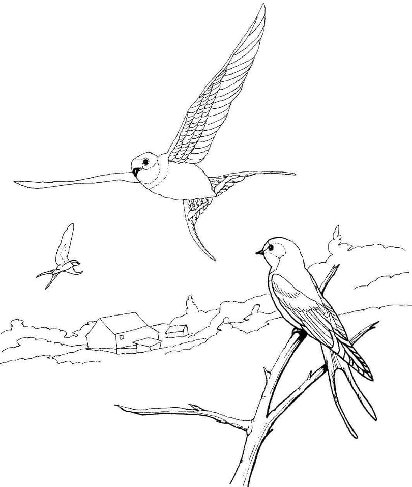 Barn Swallows 1