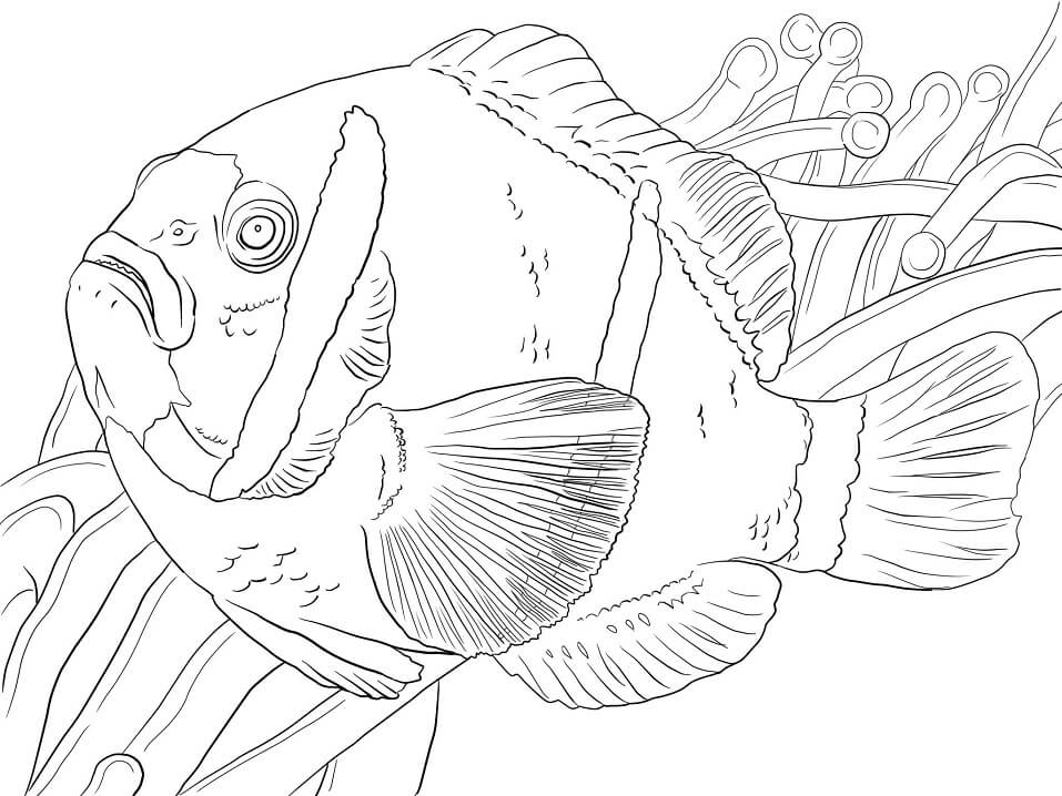 Barrier Reef Anemonefish Coloring Page