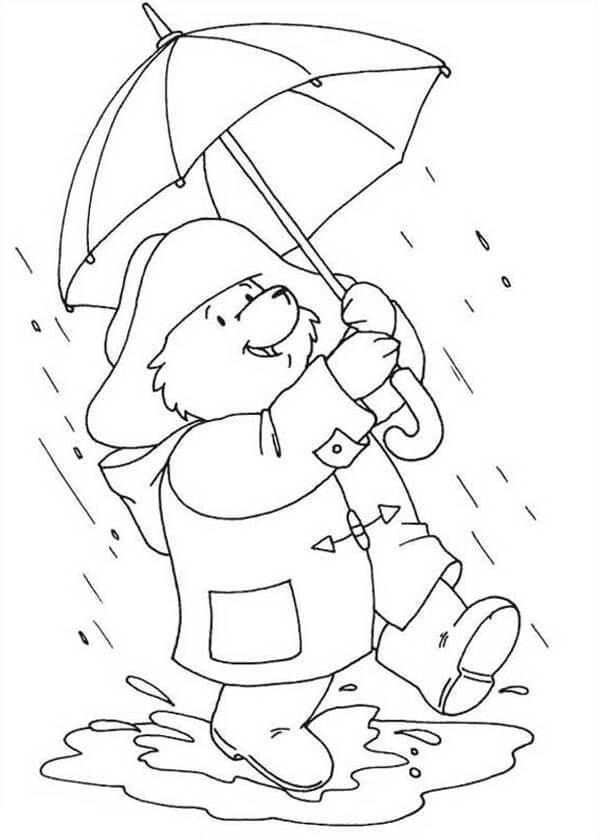 Bear in Rain