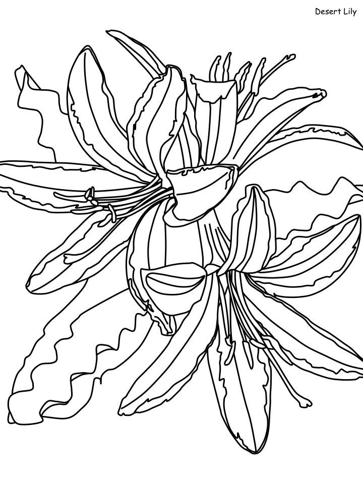 Beautiful Desert Lily Coloring Page