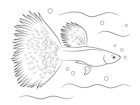 Beautiful Guppy Coloring Page