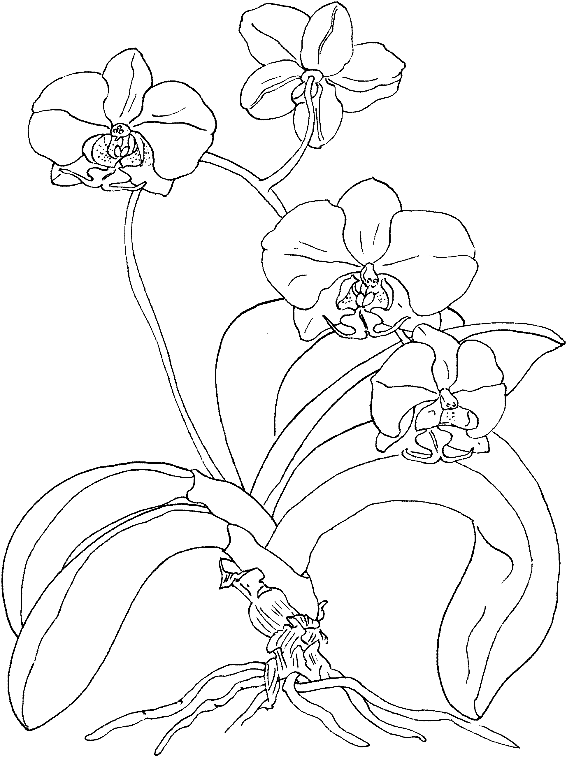 Beautiful Orchid Flowers Coloring Page