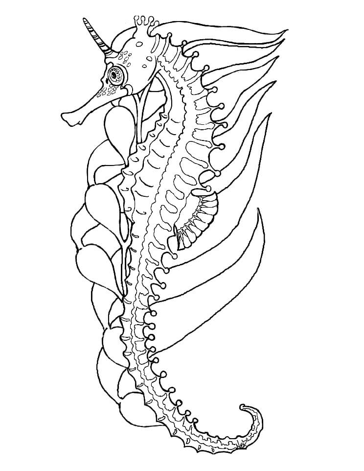 Beautiful Seahorse Coloring Page