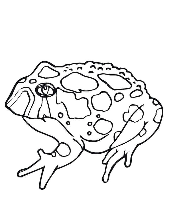 Beautiful Toad Coloring Page