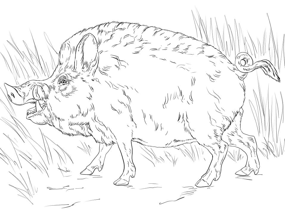 Big Boar