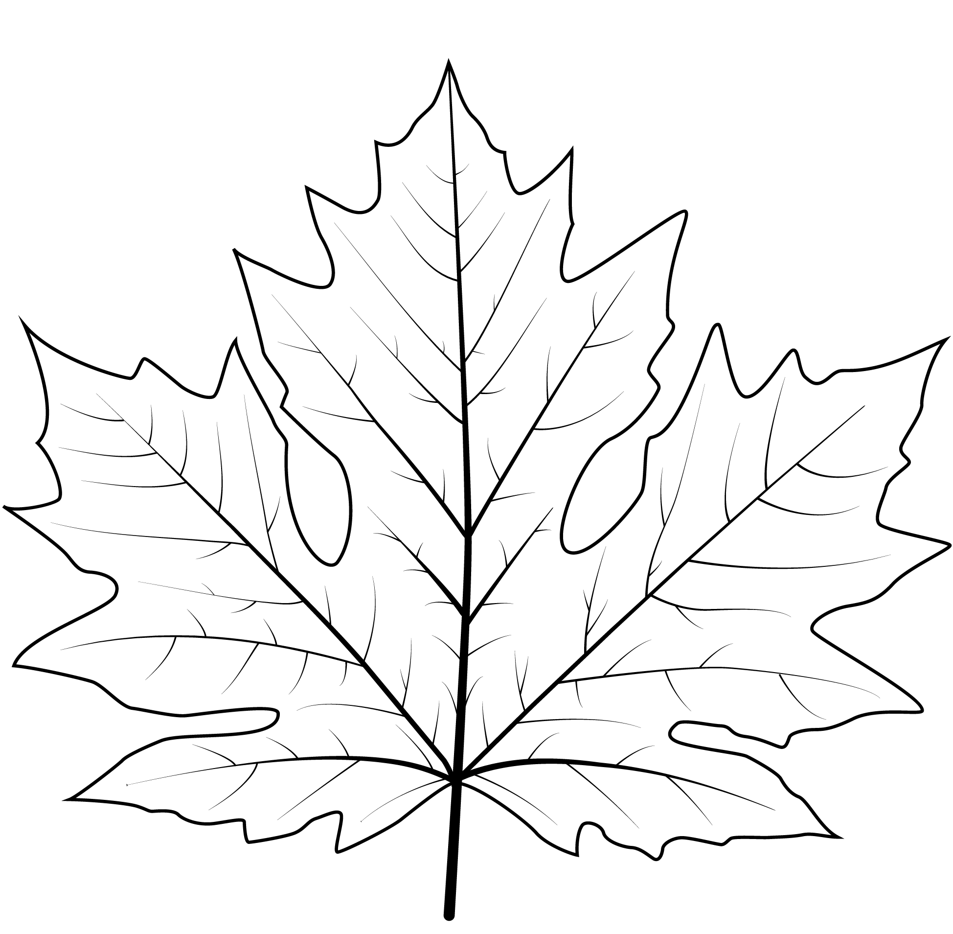 Big Leaf Maple Leaf