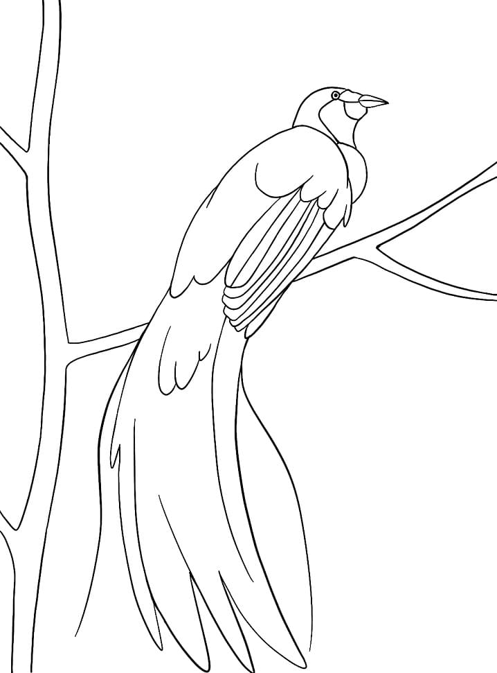 Bird of Paradise Parked Alone Coloring Page