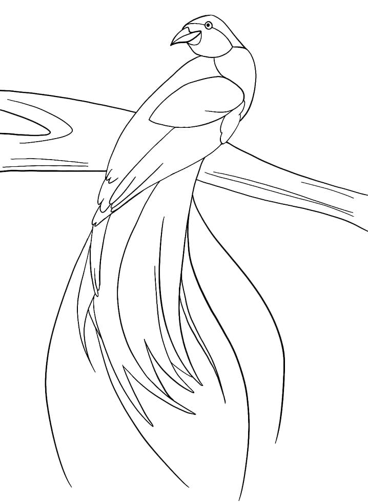 Bird of Paradise Looking Back Coloring Page