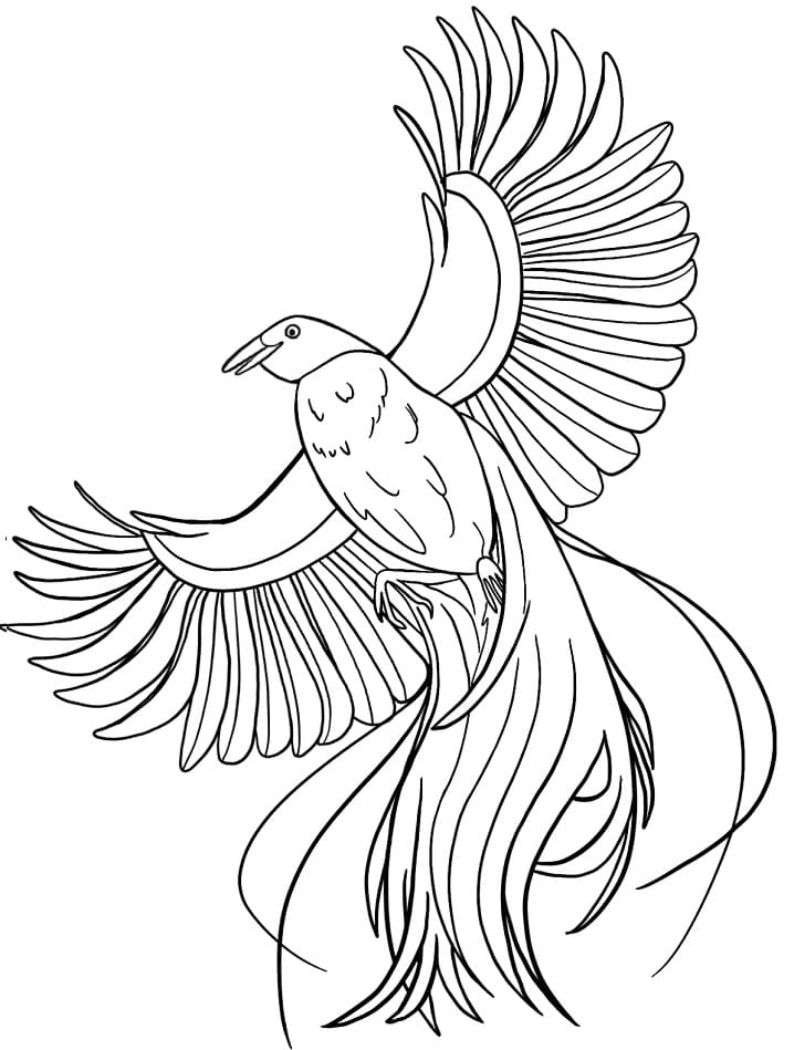 Bird of Paradise Only One Coloring Page