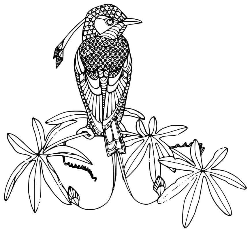 Bird of Paradise Perching Coloring Page