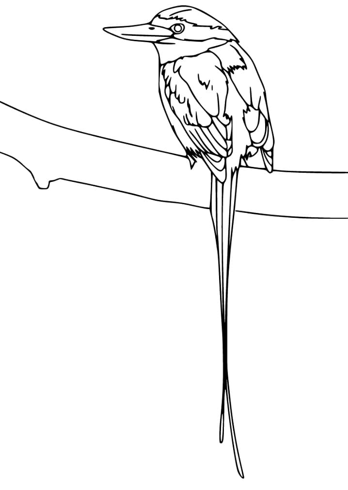 Bird of Paradise on Branch Coloring Page