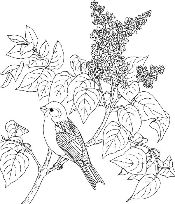 Bird On Lilac Bushs Coloring Page