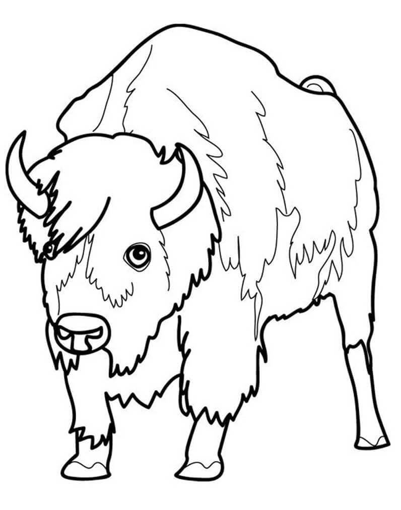 Bison 6