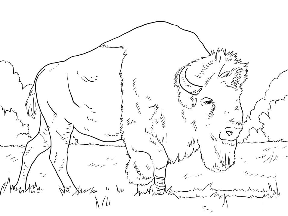 Bison Grazing on Grass
