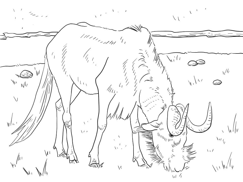 Black Wildebeest Coloring Page
