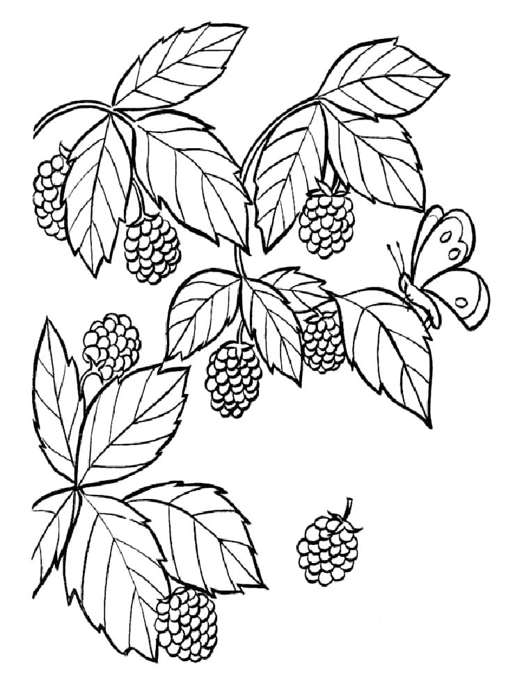 Blackberries And Leaves