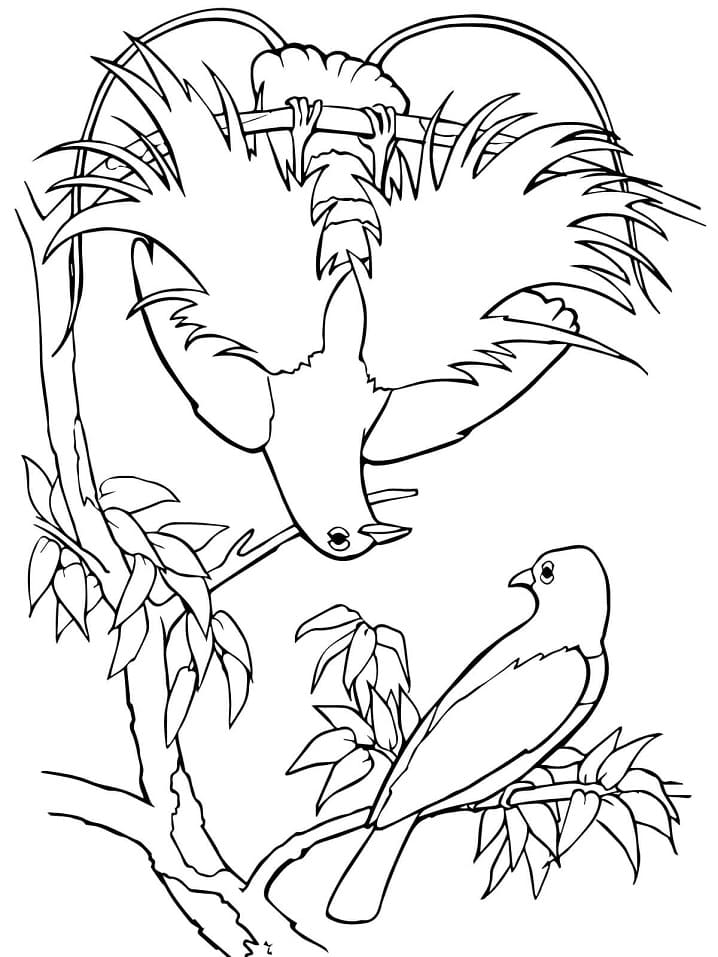 Blue Bird of Paradise Coloring Page